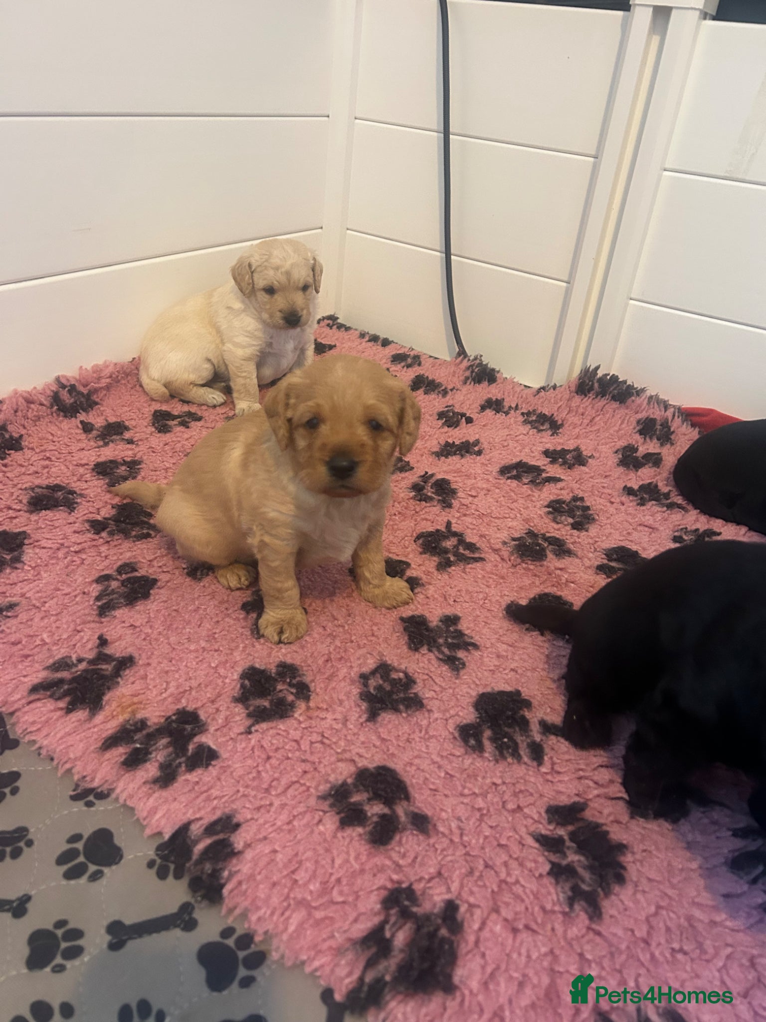 Labradoodle dogs F1 labradoodle pups by health tested parents - Advert 6