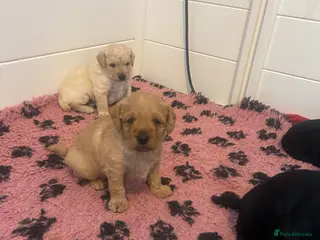 Labradoodle dogs F1 labradoodle pups by health tested parents - Advert 6