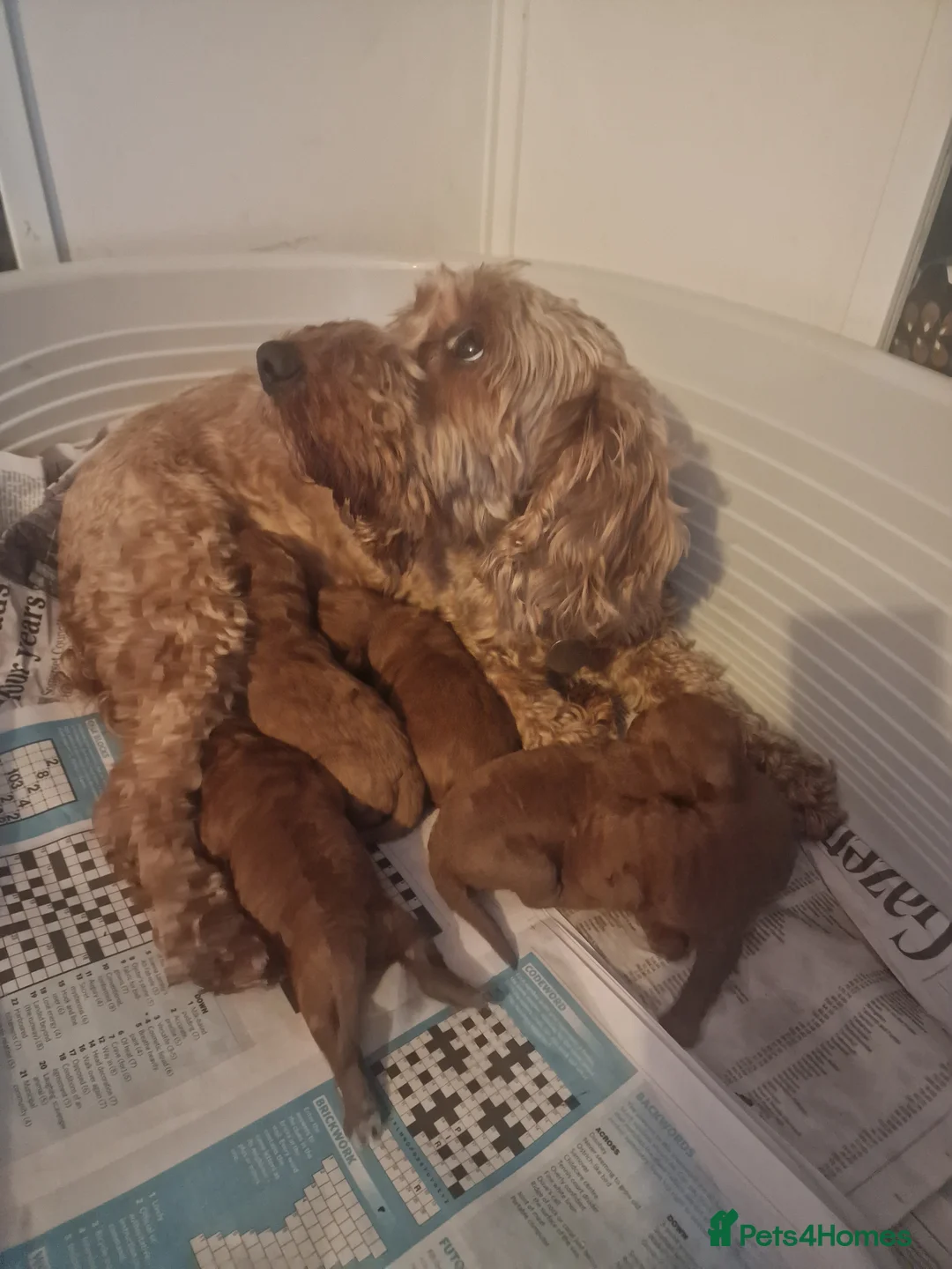 Cockapoo dogs for sale: Beautiful red cockapoo puppies  in Yeovil - Advert 2