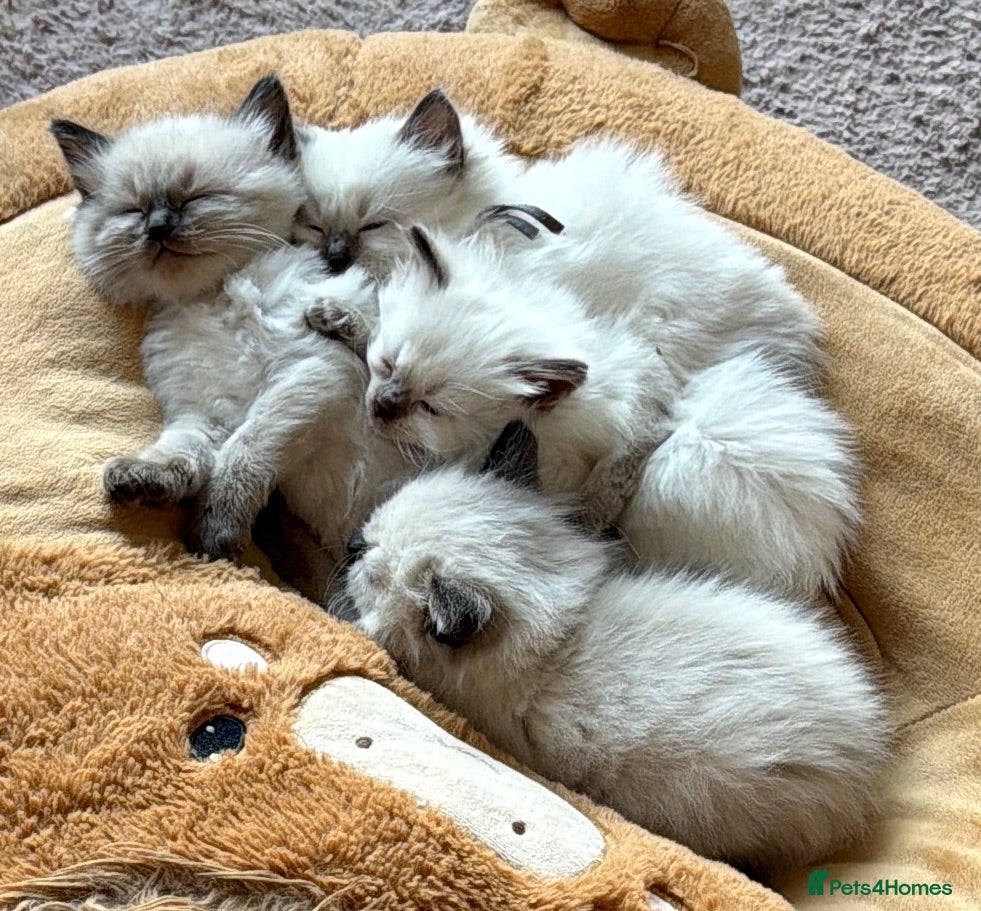 Ragdoll cats ❤️ 5 stunning ragdoll kittens ❤️ - Advert 3