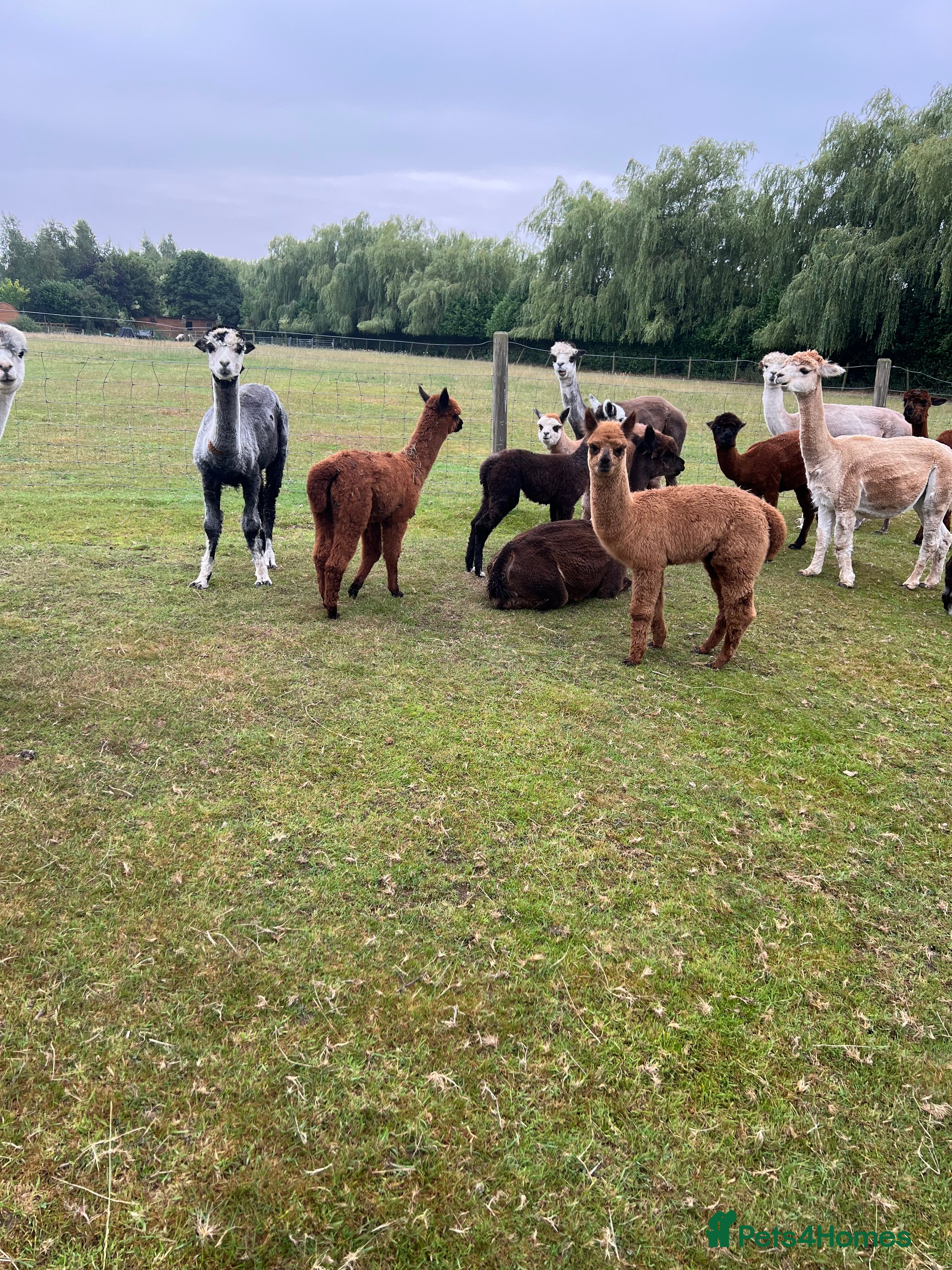 Alpaca livestock Quality Baby Alpacas For Sale - Advert 3