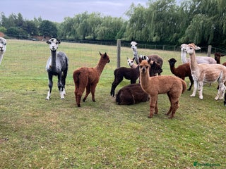 Alpaca livestock Quality Baby Alpacas For Sale - Advert 8