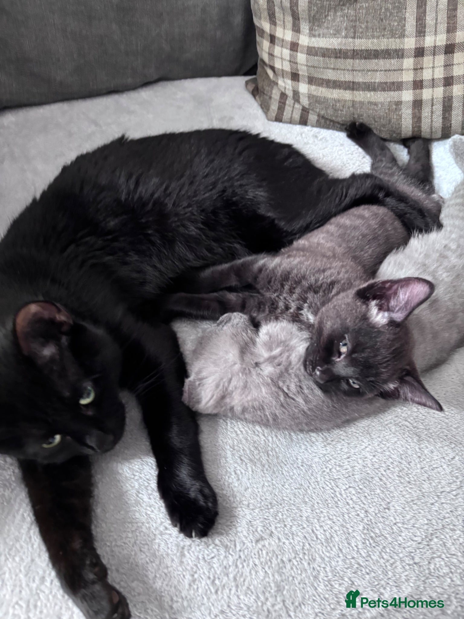 Mixed Breed cats Kittens for sale  - Advert 1