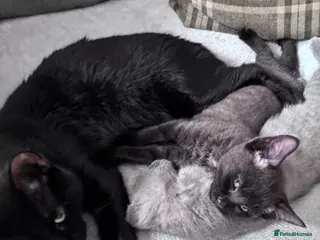 Mixed Breed cats Kittens for sale - Advert 1