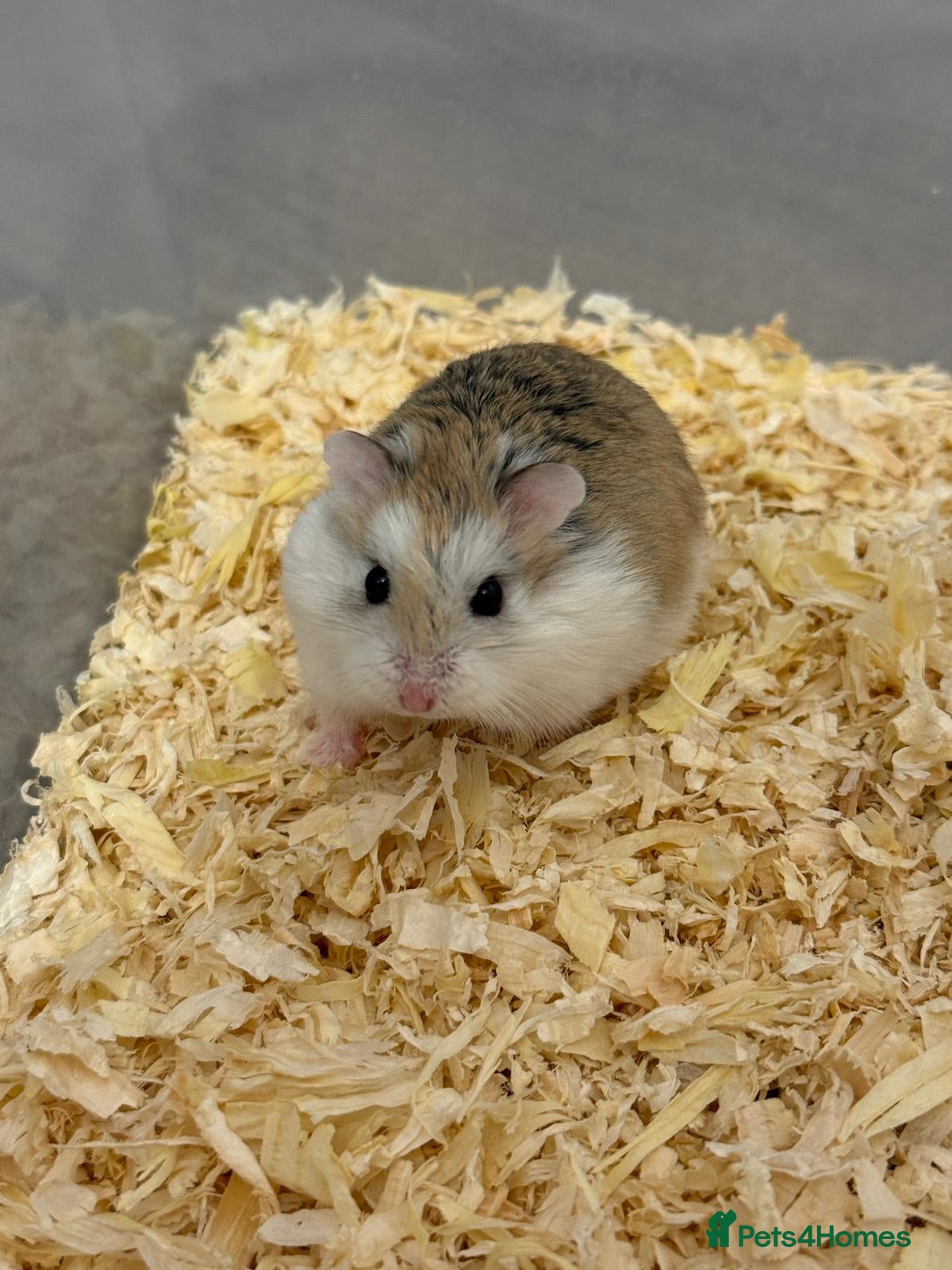 Hamster rodents Roborovski hamsters - Advert 1