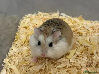 Hamster rodents Roborovski hamsters - Advert 1