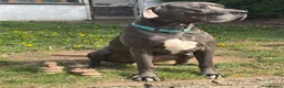 Great Dane dogs for sale: Planned Great Dane Litter – Blue x Harlequin - Advert 6