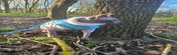 Sphynx cats for sale: Female Sphynx looking for loving home in Tonbridge - Advert 9