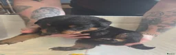 Rottweiler dogs for sale: Beautiful  rottweiler puppies  - Advert 33