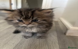 Persian cats for sale: Persian  - Image 3