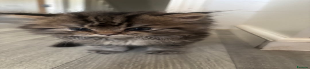 Persian Kitten 3