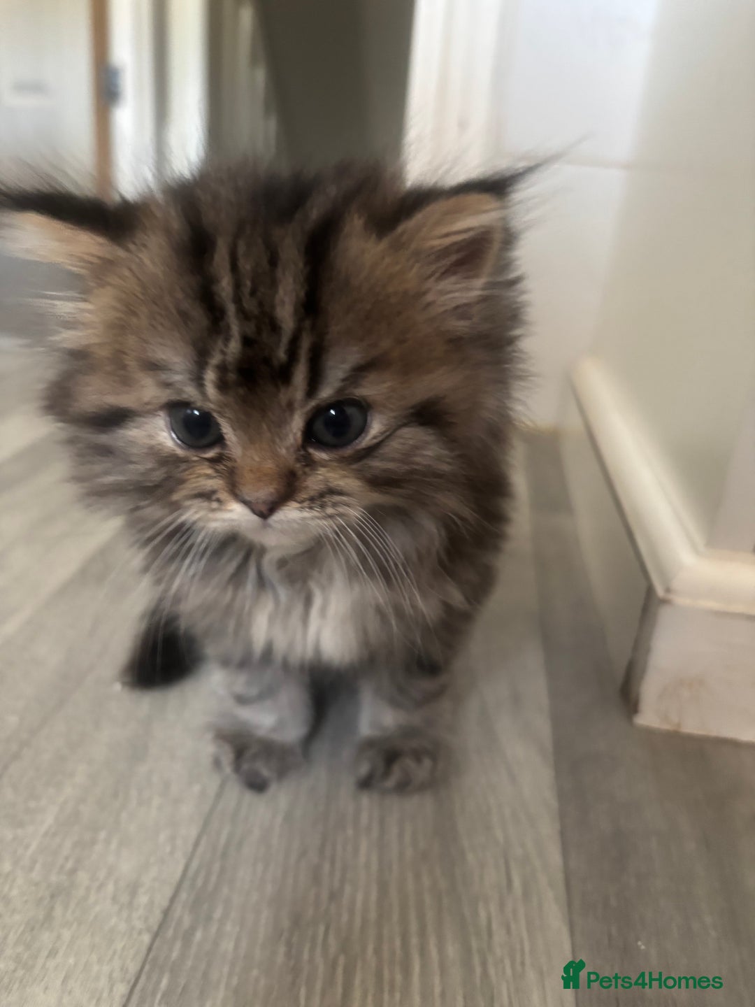 Persian cats for sale: Persian  - Image 3