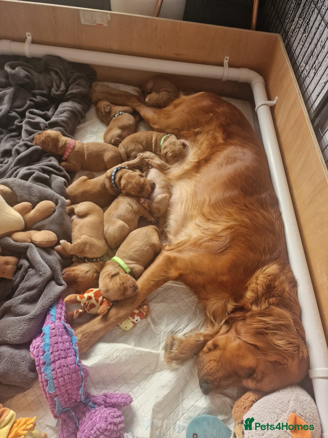 Golden Retriever dogs for sale: Beautiful KC-Registered Golden Retriever Puppies - Advert 18