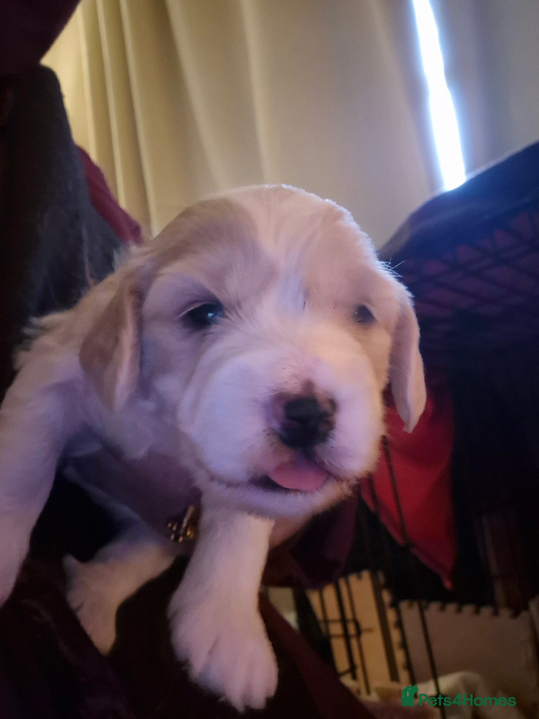 Mixed Breed dogs for sale: F2b cockerpoo pups all girls  - Advert 4