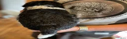 Mixed Breed dogs for sale: St Berdoodle F1b - Advert 4