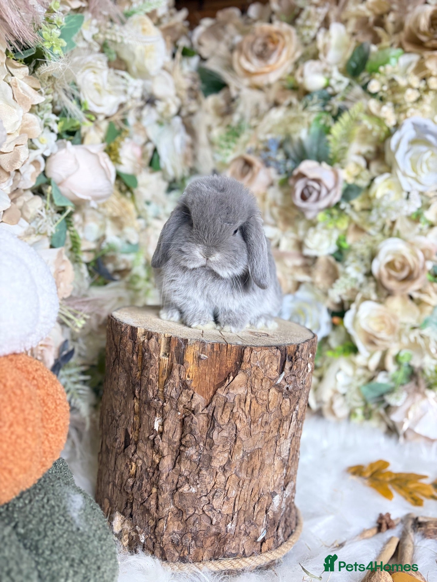 Mini Lop rabbits MINI LOPS | PEDIGREE  - Advert 1