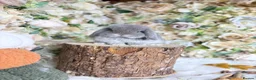 Mini Lop rabbits for sale: MINI LOPS | PEDIGREE  - Advert 1