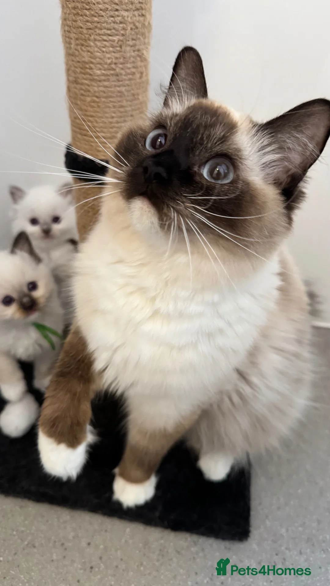 Ragdoll cats for sale: Pedigree Ragdoll Kittens - Advert 1