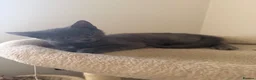 Mixed Breed cats for sale: Beautiful grey male kitten for sale  - Advert 4