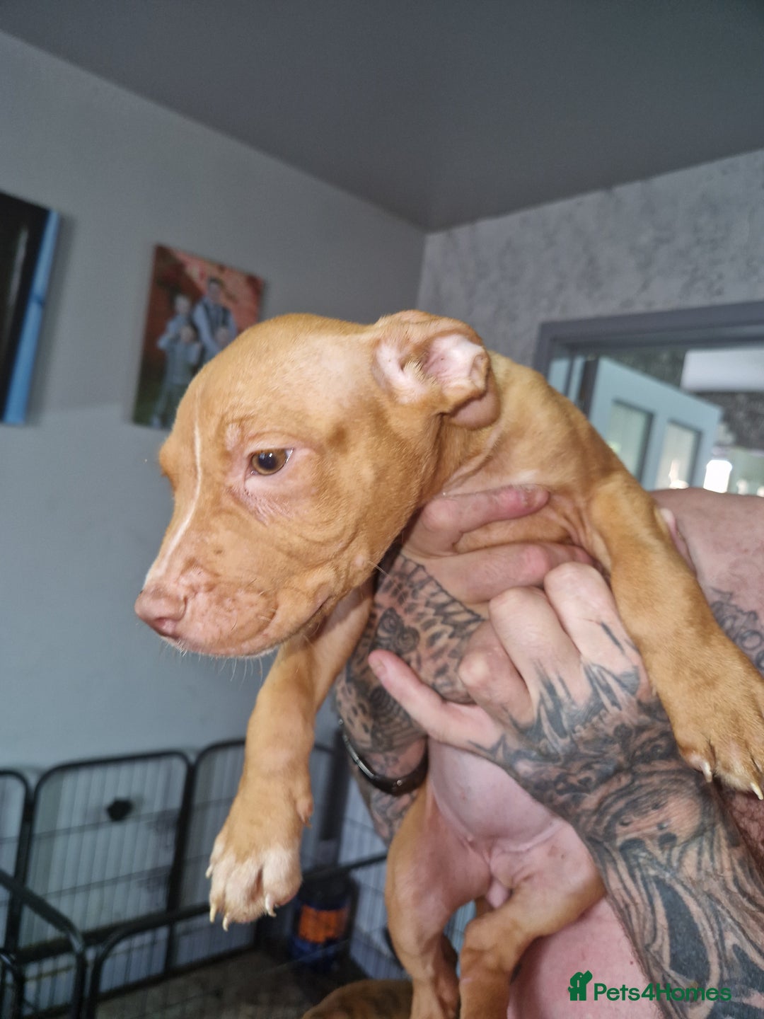 Mixed Breed dogs for sale: Presa/American Johnson bulldog - Image 14