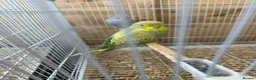Budgerigars birds for sale: Dun fallow split black face split blackwing male  - Advert 3