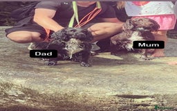 Cocker Spaniel dogs for sale: Gorgeous cocker spaniel puppies  - Image 18