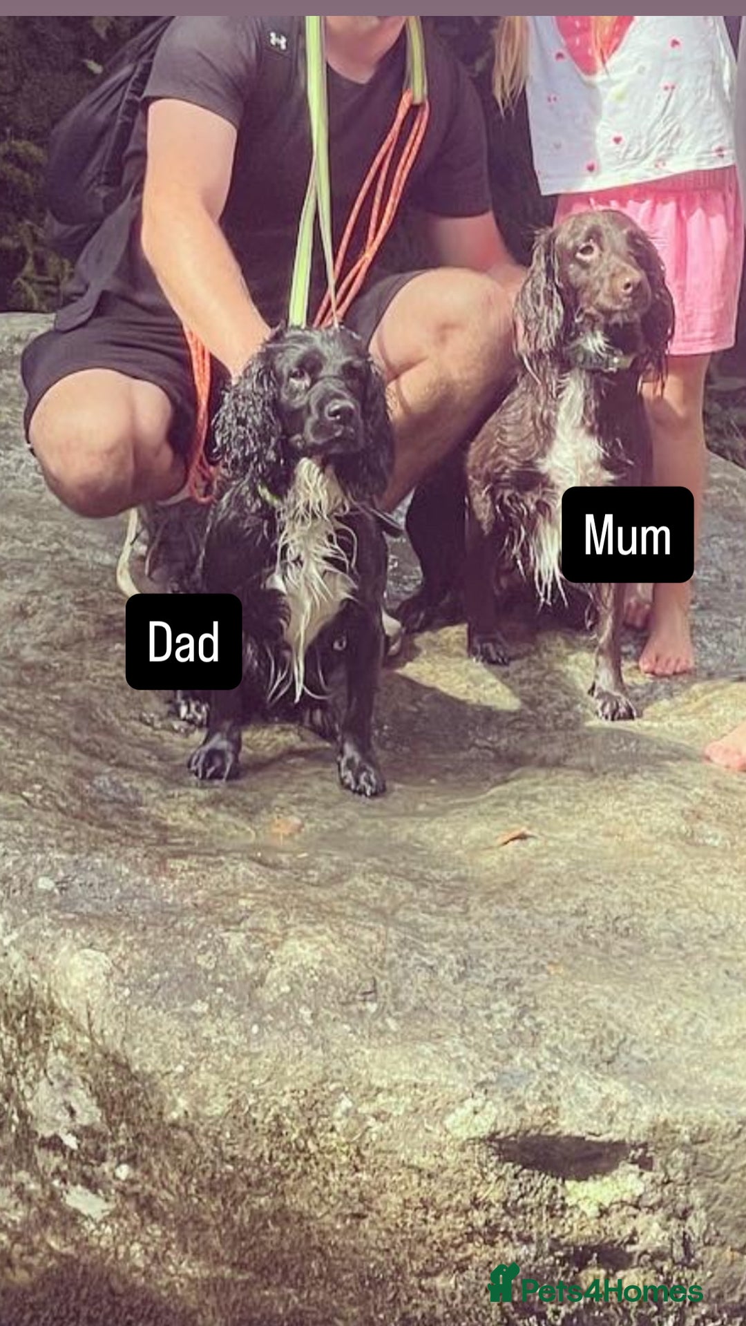 Cocker Spaniel dogs for sale: Gorgeous cocker spaniel puppies  - Image 18