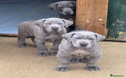 Great Dane dogs for sale: Great Dane puppies looking for forever homes  - Image 10