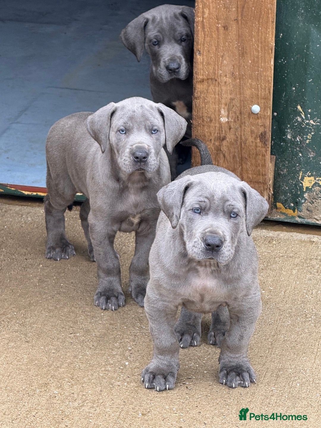 Great Dane dogs for sale: Great Dane puppies looking for forever homes  - Image 10