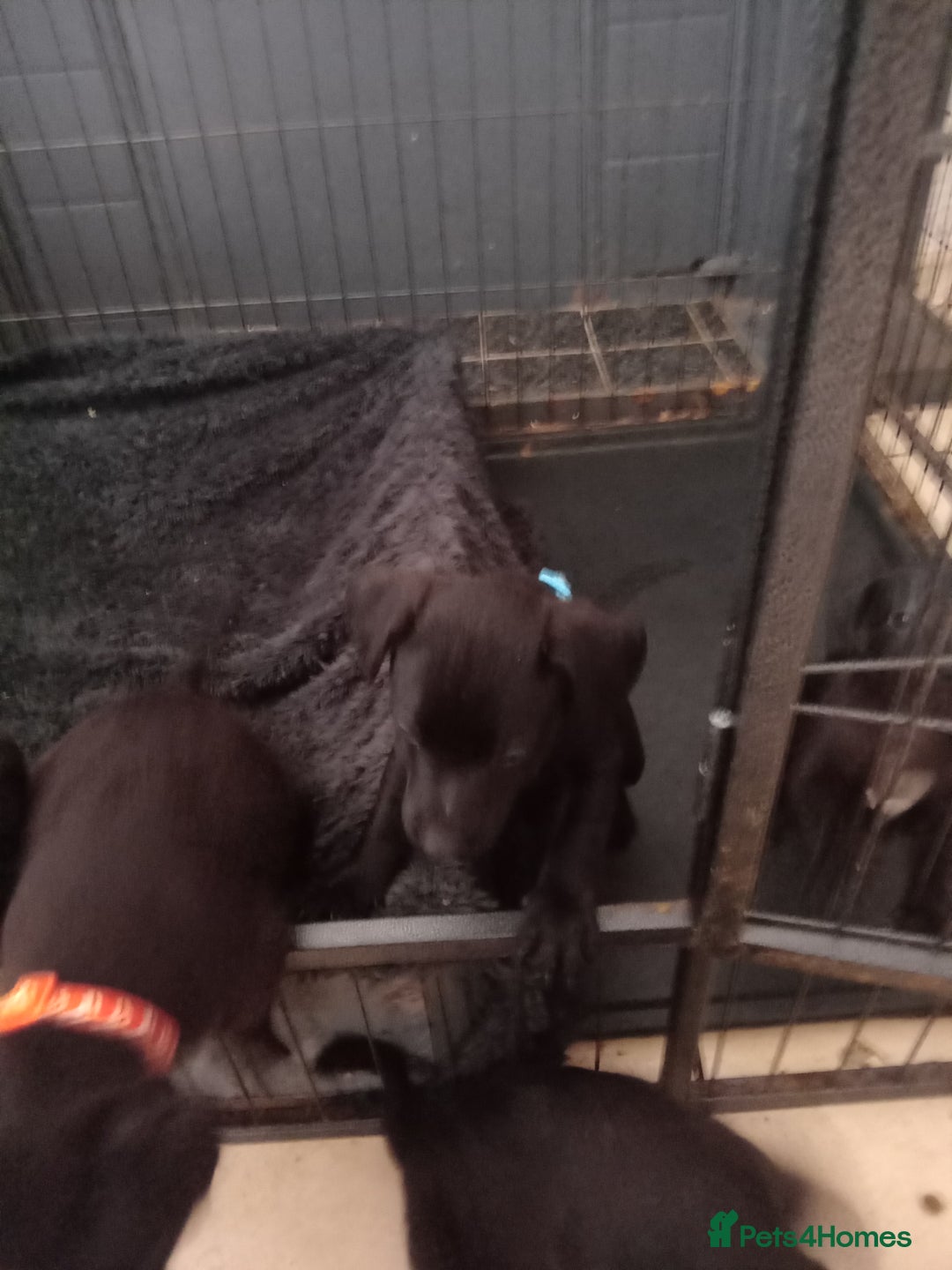 Patterdale Terrier dogs for sale: Patterdale pups for sale ready now - Image 12