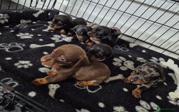 Miniature Dachshund dogs for sale: ❤️ 🐕 Miniature Dachshunds  - Image 1