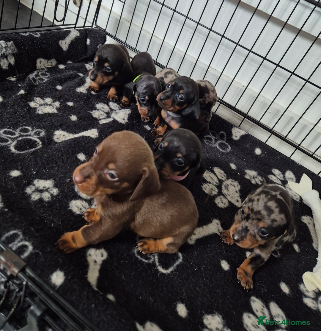 Miniature Dachshund dogs for sale: ❤️ 🐕 Miniature Dachshunds  - Image 1