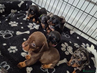 Miniature Dachshund dogs - Advert 24