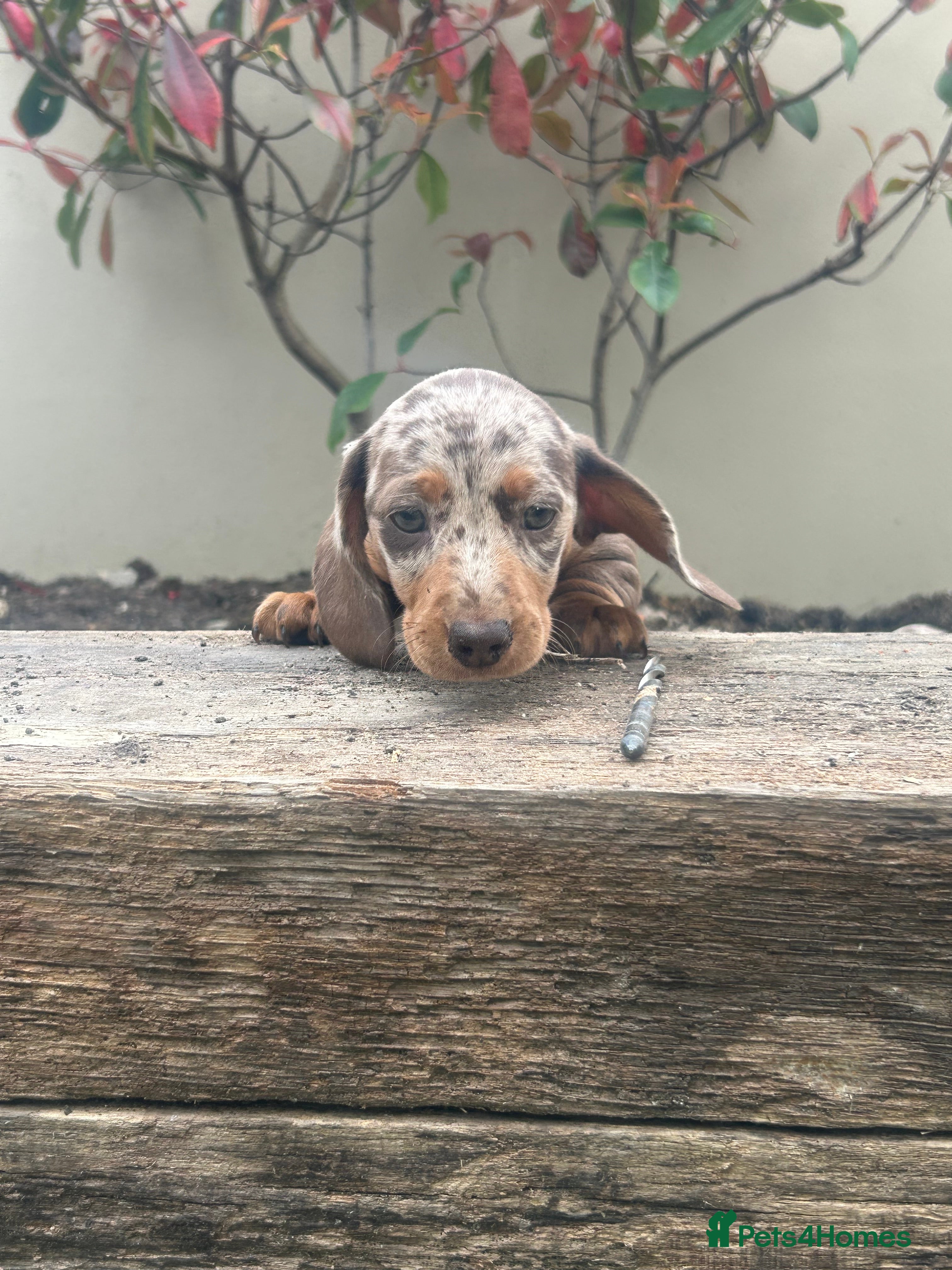 Miniature Dachshund dogs KC Registered Miniature Dachshunds - Advert 2