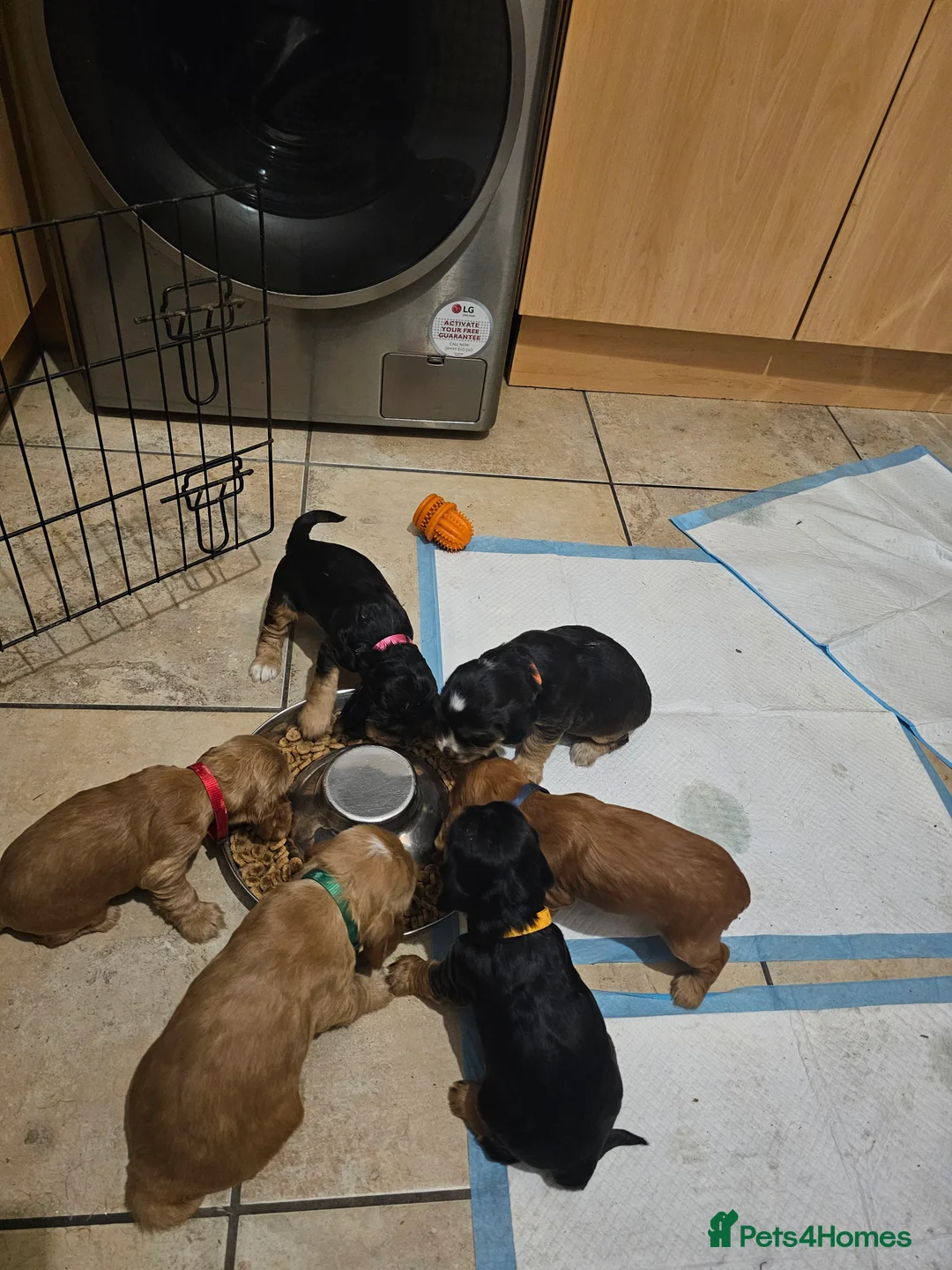 Cocker Spaniel dogs for sale: 5* Show Type Cocker Spaniels Villaspaniol Lines - Advert 4