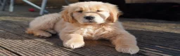 Golden Retriever dogs for sale: Beautiful Trained Golden Retriever Puppy - Advert 1