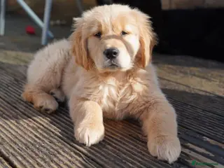 Golden Retriever dogs for sale: Beautiful Trained Golden Retriever Puppy - Advert 3