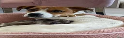 Mixed Breed dogs for sale: Biscuits, Oreo and Cup Cake in Maidstone - Advert 1