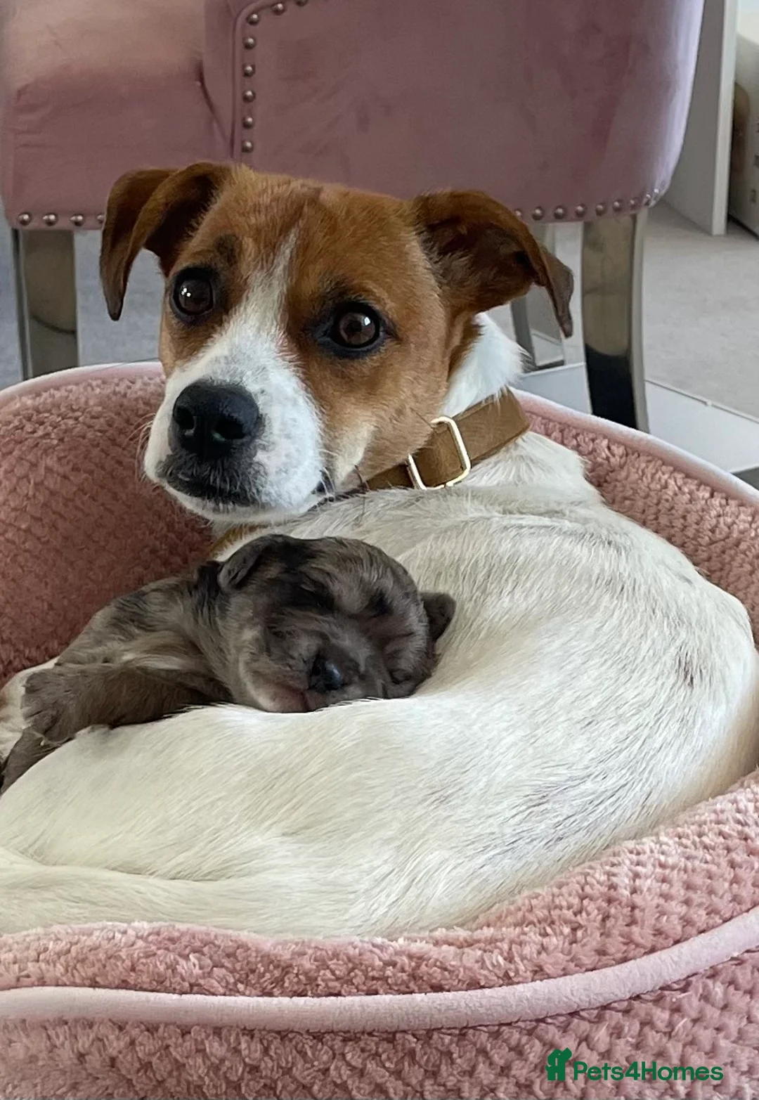 Mixed Breed dogs for sale: Biscuits, Oreo and Cup Cake in Maidstone - Advert 1