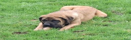 Mastiff dogs for sale: KC registered English Mastiff girls  - Advert 9