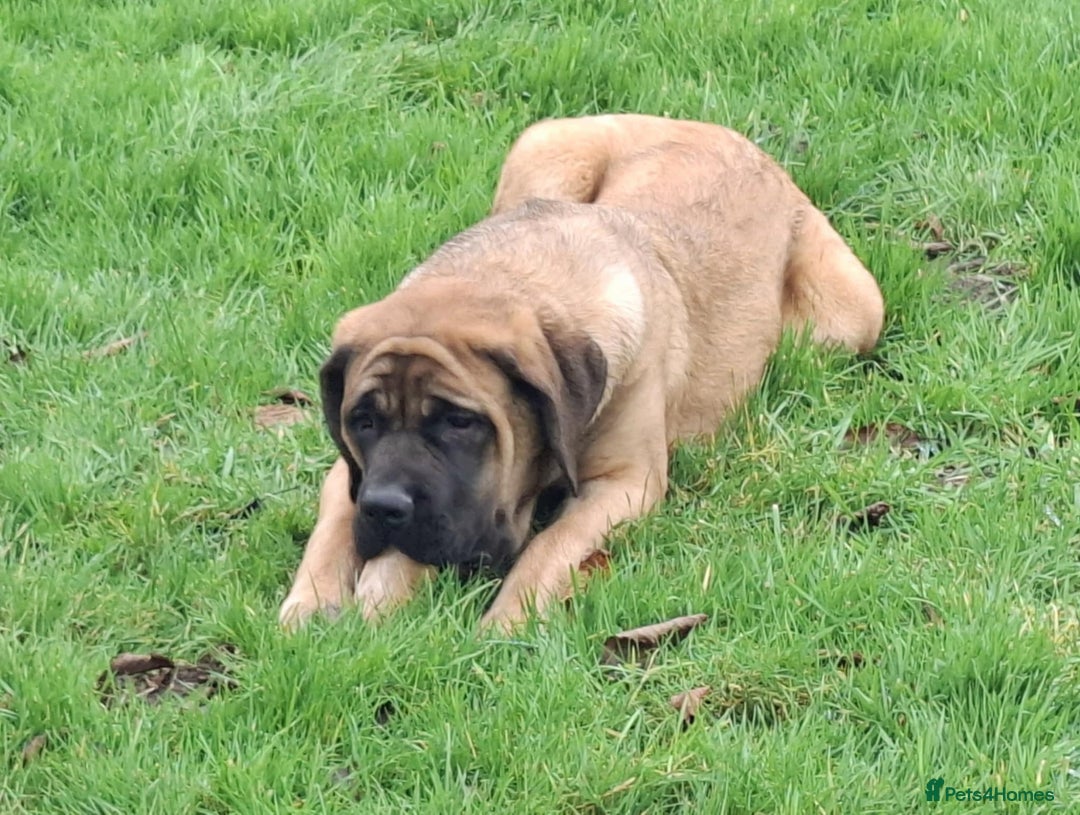 Mastiff dogs for sale: KC registered English Mastiff girls  - Advert 9