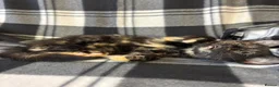 Mixed Breed cats for sale: 5 Gorgeous Kittens - Advert 23
