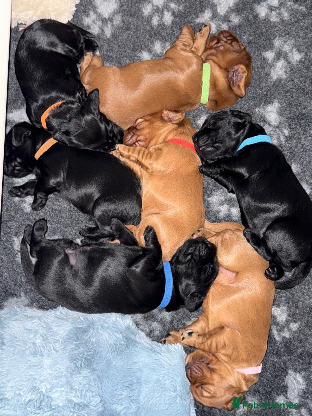 Cocker Spaniel dogs for sale: Chunky Show Cocker Spaniel Puppies  - Advert 5