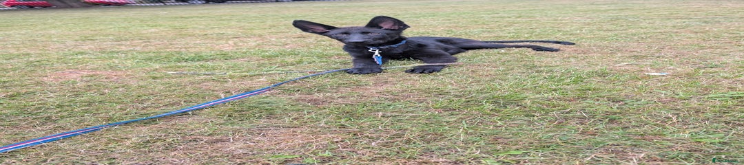 German Shepherd Puppy 2