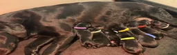 Labrador Retriever dogs for sale: KC Registered Labrador Puppies 🐾🐾🐾 - Advert 24