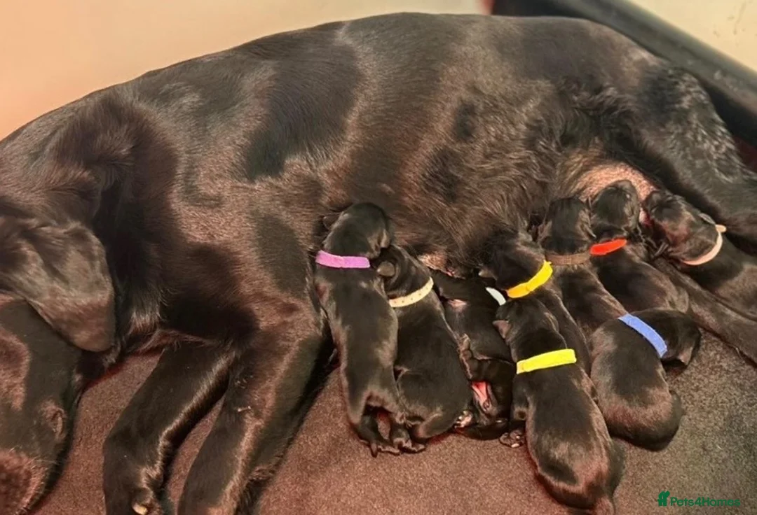 Labrador Retriever dogs for sale: KC Registered Labrador Puppies 🐾🐾🐾 - Advert 24