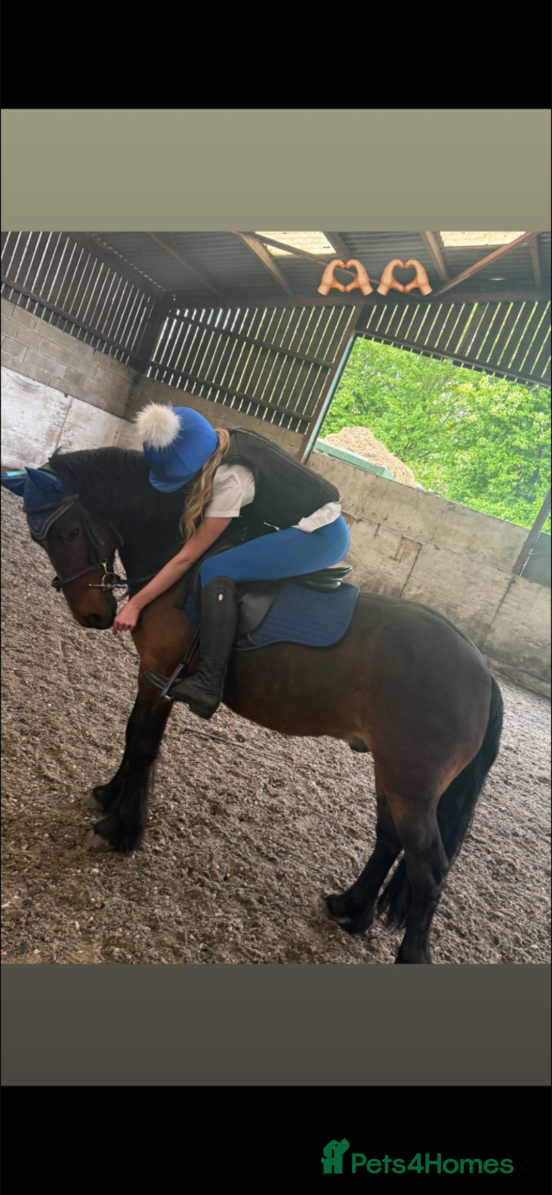 New Forest horses for sale: Dash - looking for a loving home. - Advert 13