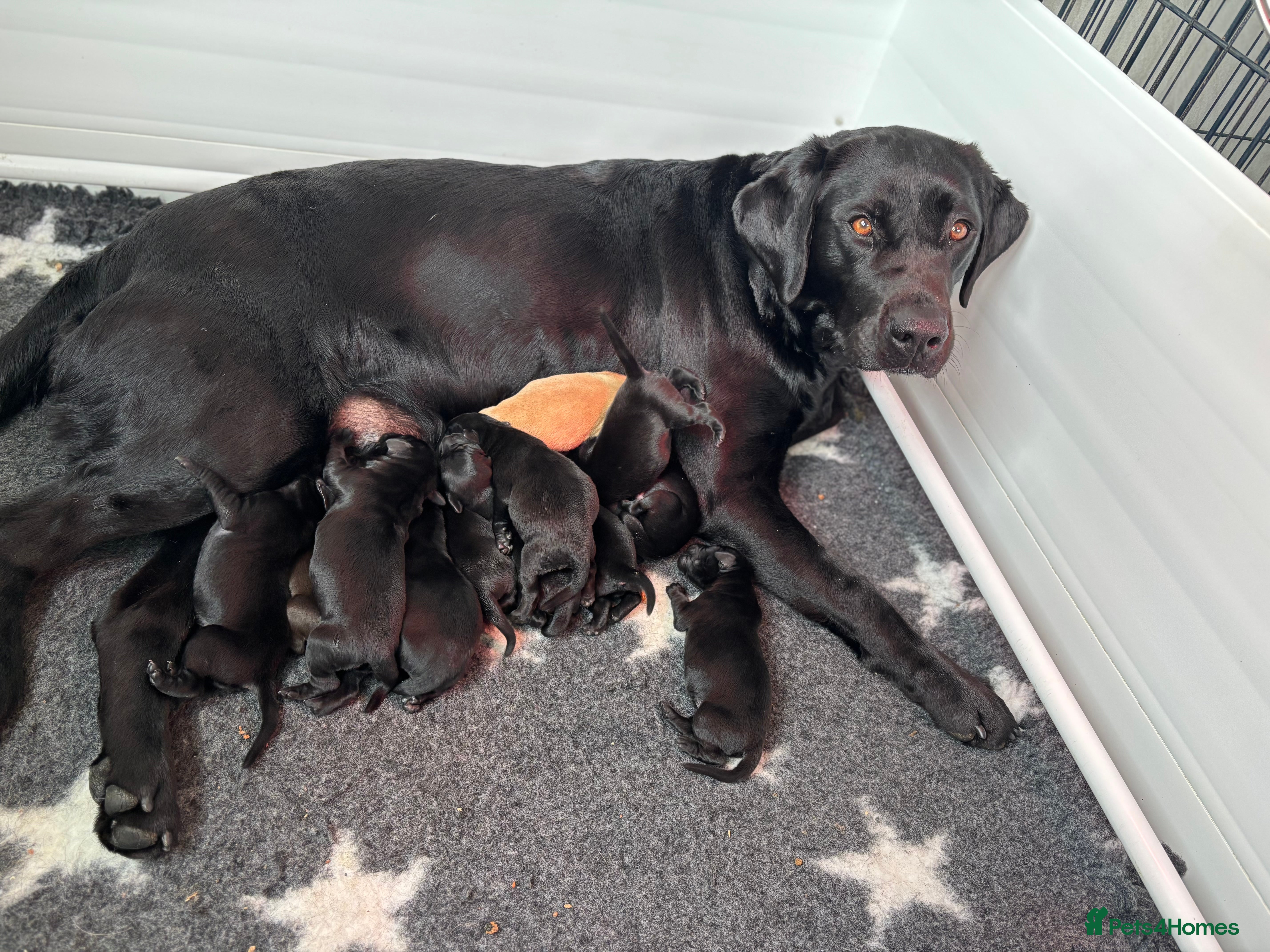 Labrador Retriever dogs Kc Reg Black Labrador Puppies  - Advert 15