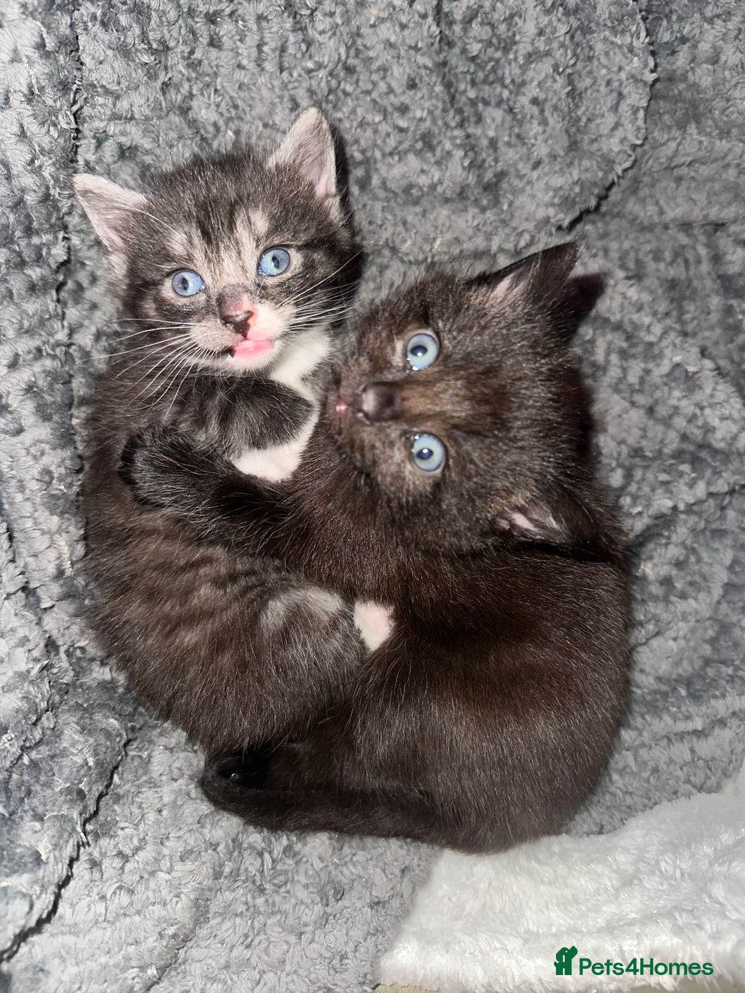 Siberian cats for sale: One pure Siberian male- 4th litter very large  - Advert 16