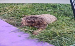Cockapoo dogs for sale: My small cockpapoo - Image 1
